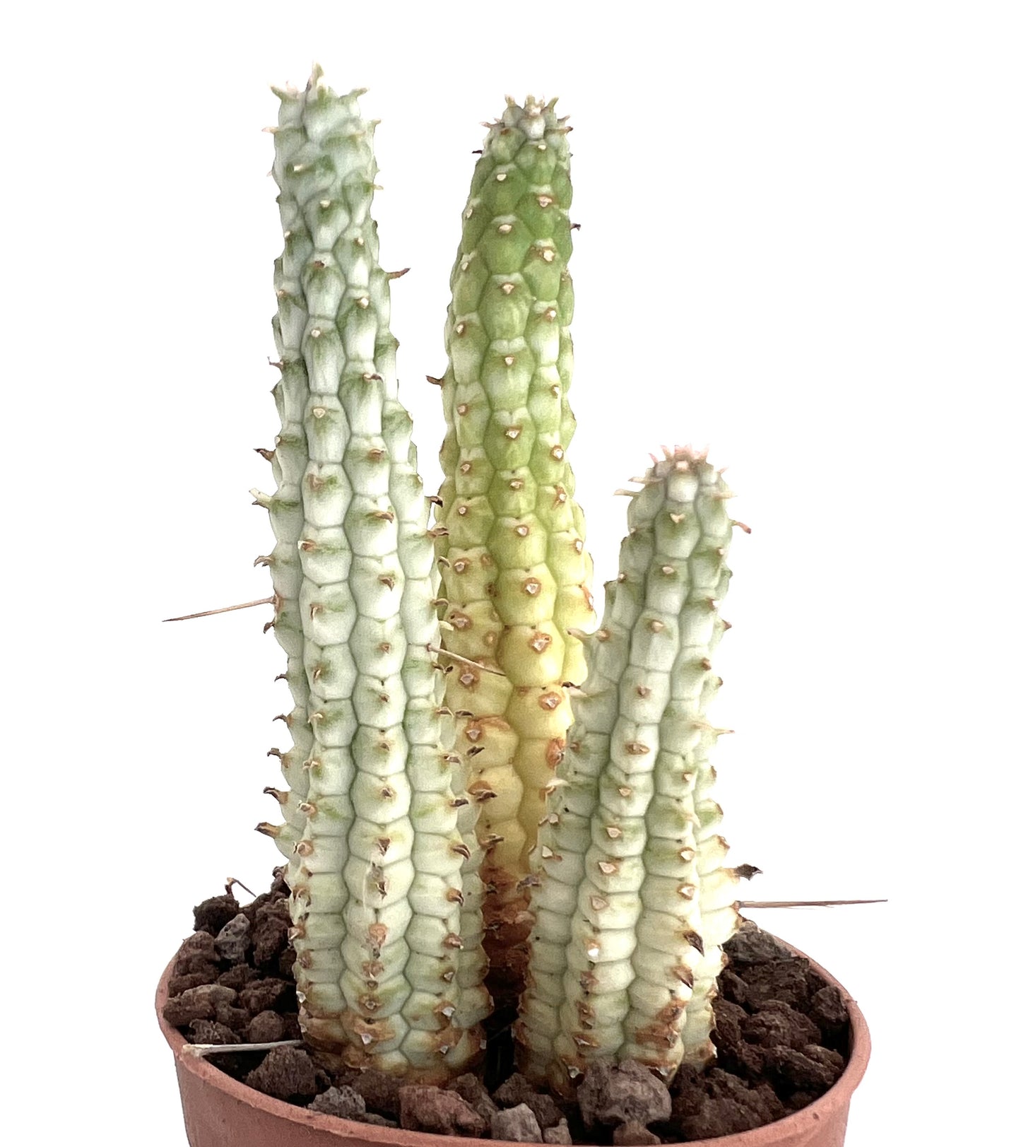 Euphorbia mammillaris WHITE variegated | Variegated Indian Corn Cob