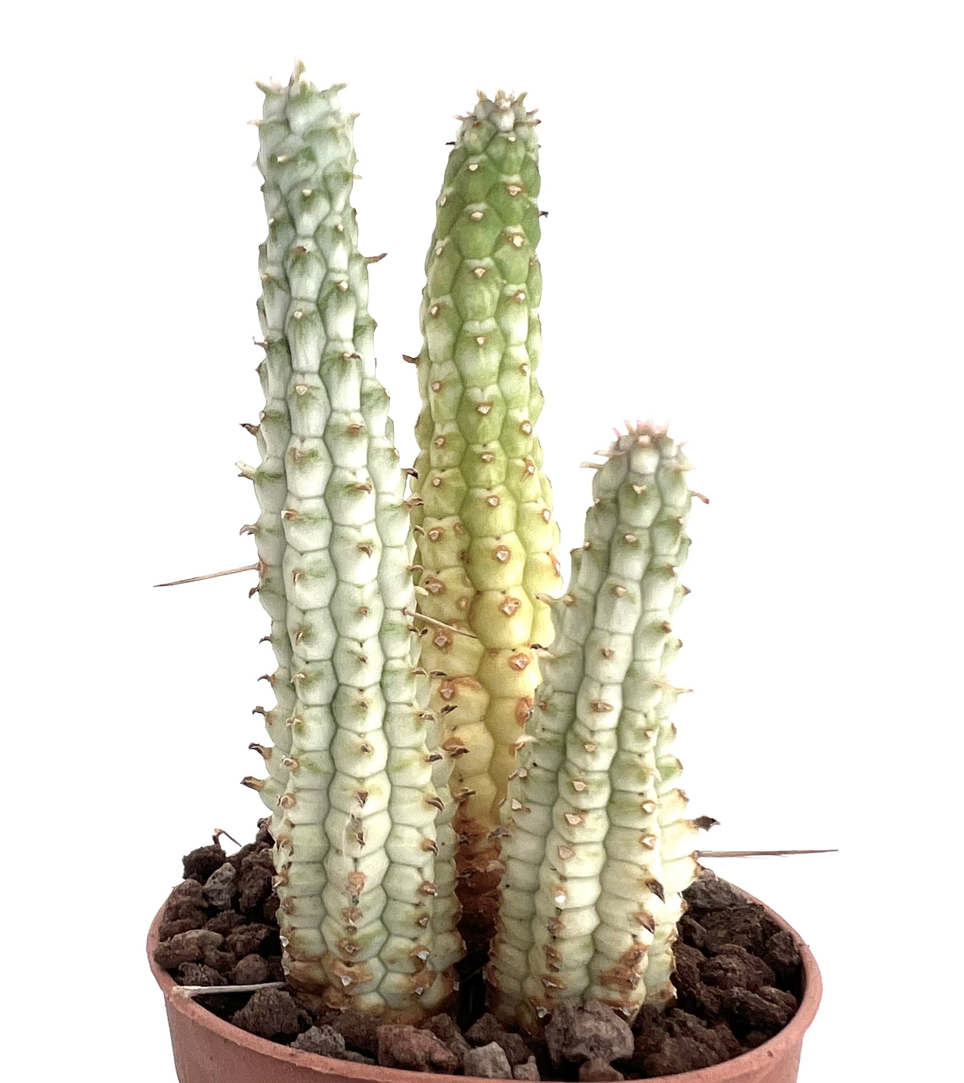 Euphorbia mammillaris cactus succulento con fusti colonnari e piccole spine in vaso