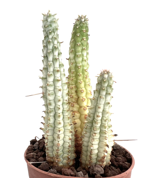 Euphorbia mammillaris cactus succulento con fusti colonnari e piccole spine in vaso