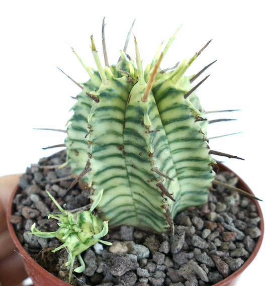 Euphorbia melophormis succulent cactus with variegated green striped melon-shaped stem and long spines
