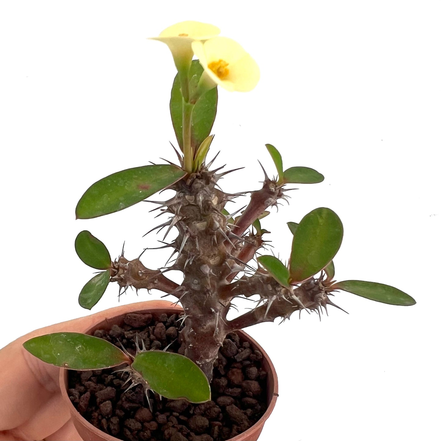 Euphorbia milii succulenta con fusti spinosi spessi e fiori di colore giallo pallido in vaso piccolo