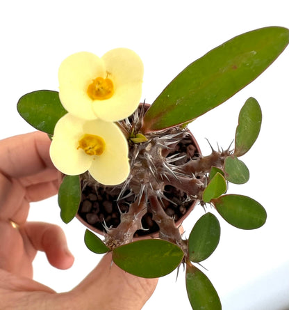 Euphorbia milii succulenta con foglie verdi carnose e fiori giallo pallido con steli spinati