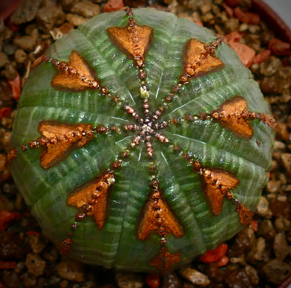 Euphorbia obesa | Baseball plant | Basketball plant