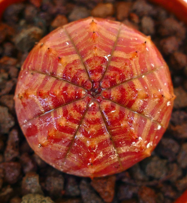 Euphorbia obesa rara succulenta con motivo a strisce rosse e forma arrotondata