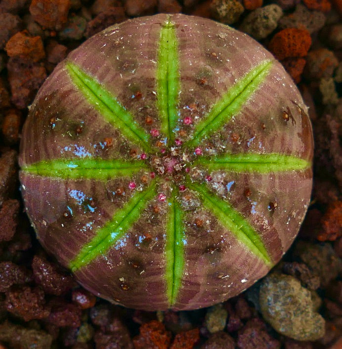 Euphorbia obesa succulenta con forma rotonda e motivo a stella verde su superficie viola