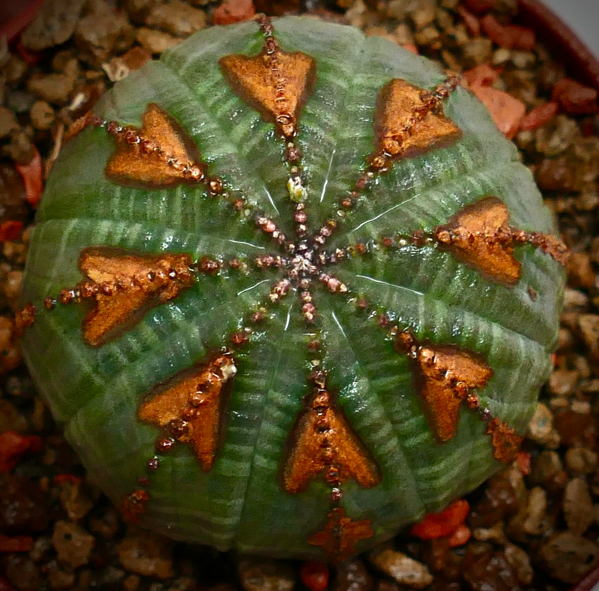 Succulenta Euphorbia obesa con corpo rotondo verde e distintive marcature triangolari marroni