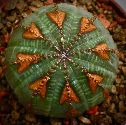 Succulenta Euphorbia obesa con corpo rotondo verde e distintive marcature triangolari marroni