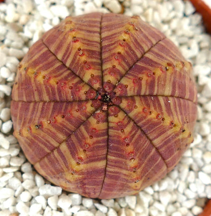 Euphorbia obesa | Baseball plant | Basketball plant