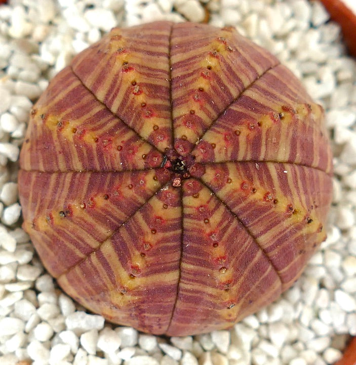 Succulenta Euphorbia obesa con corpo rotondo costoluto e motivo a strisce viola