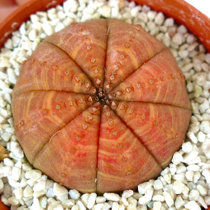 Euphorbia obesa raro succulento con struttura rotonda a coste e tonalità marrone rossastro in ghiaia bianca