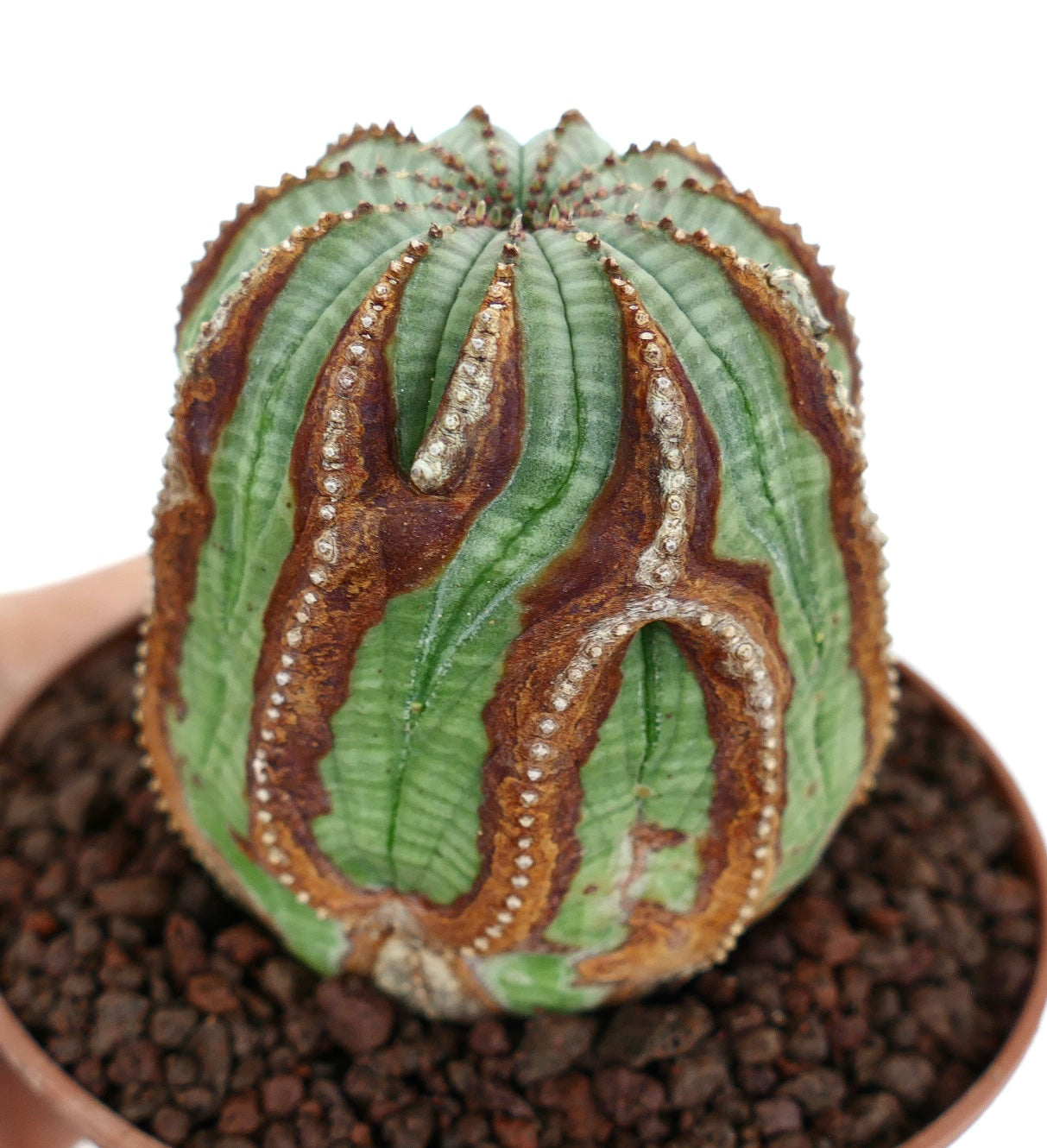 Succulenta Euphorbia obesa con corpo verde rotondo e costolato e distintive marcature marroni testurizzate