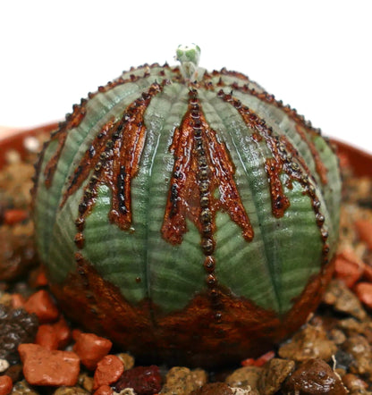 Euphorbia obesa cactus succulento con forma rotonda e creste marroni strutturate sul corpo verde