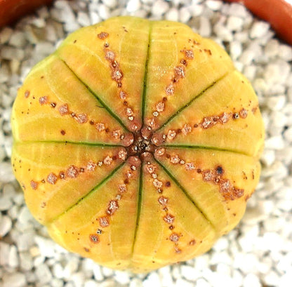 Euphorbia obesa gialla succulenta con struttura rotonda a coste e piccoli areoli marroni