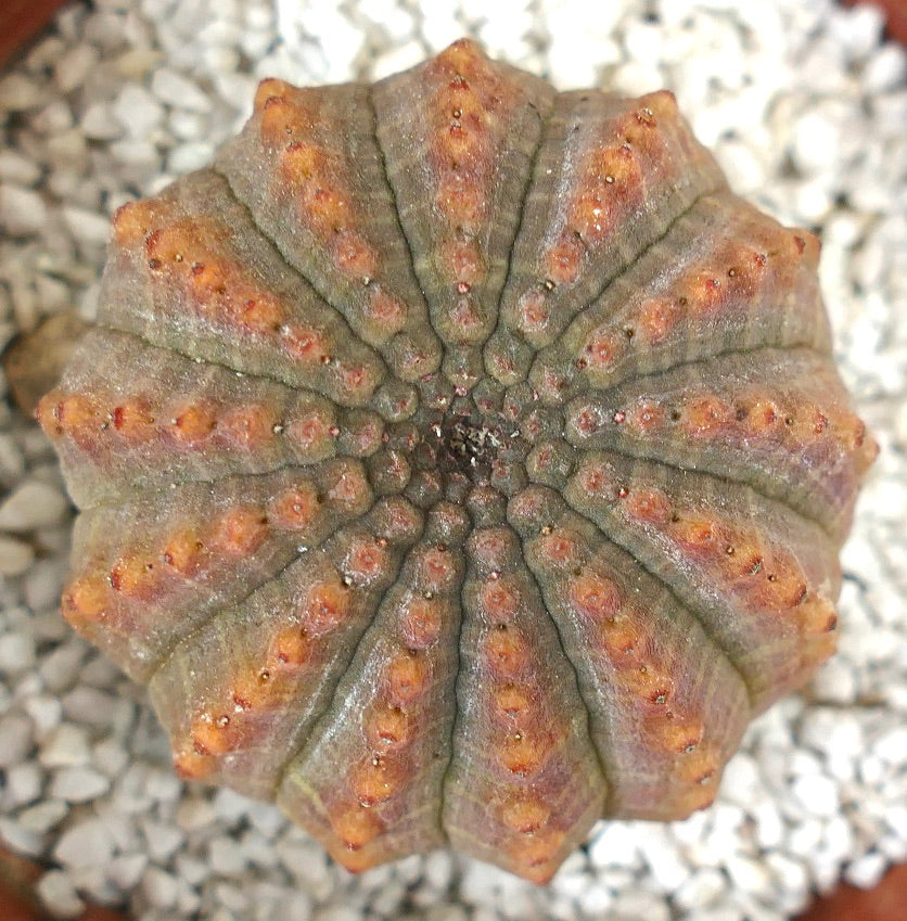 Succulenta Euphorbia obesa con forma arrotondata e costolata e tubercoli con punte arancioni