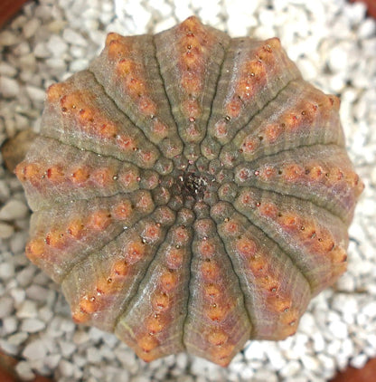 Succulenta Euphorbia obesa con forma arrotondata e costolata e tubercoli con punte arancioni