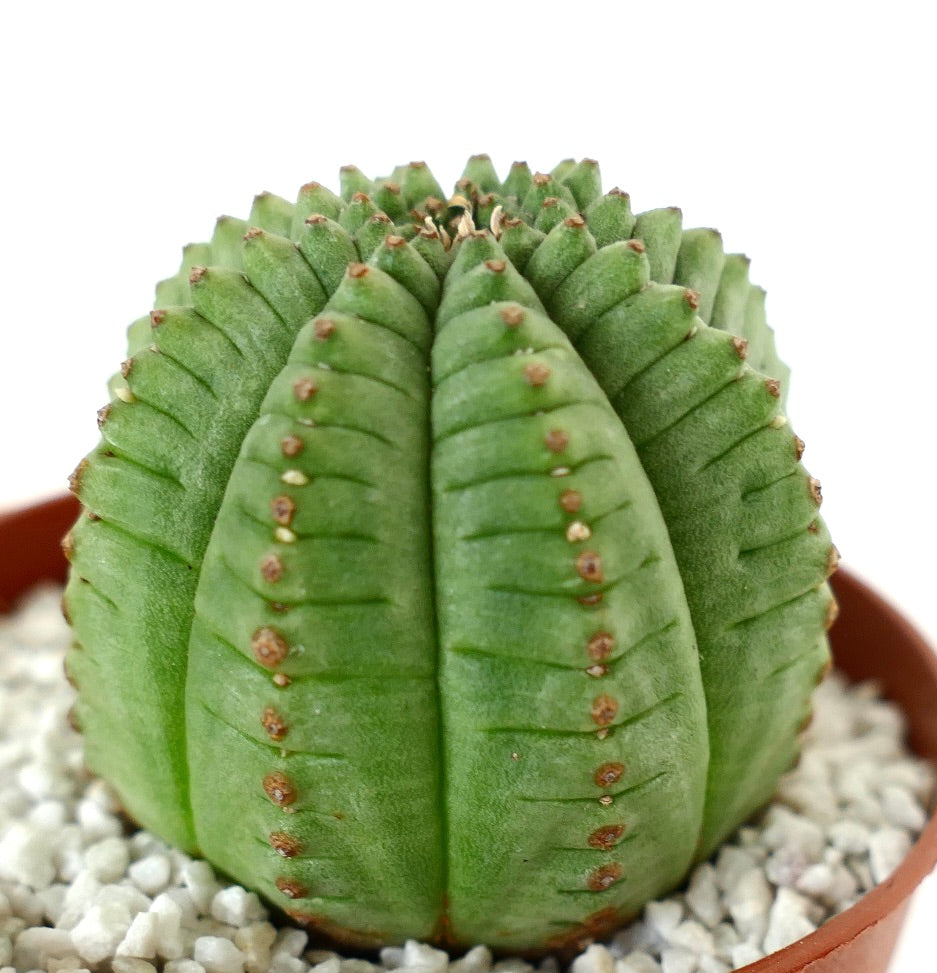 Succulenta Euphorbia obesa con corpo verde arrotondato e costolato e piccole areole marroni