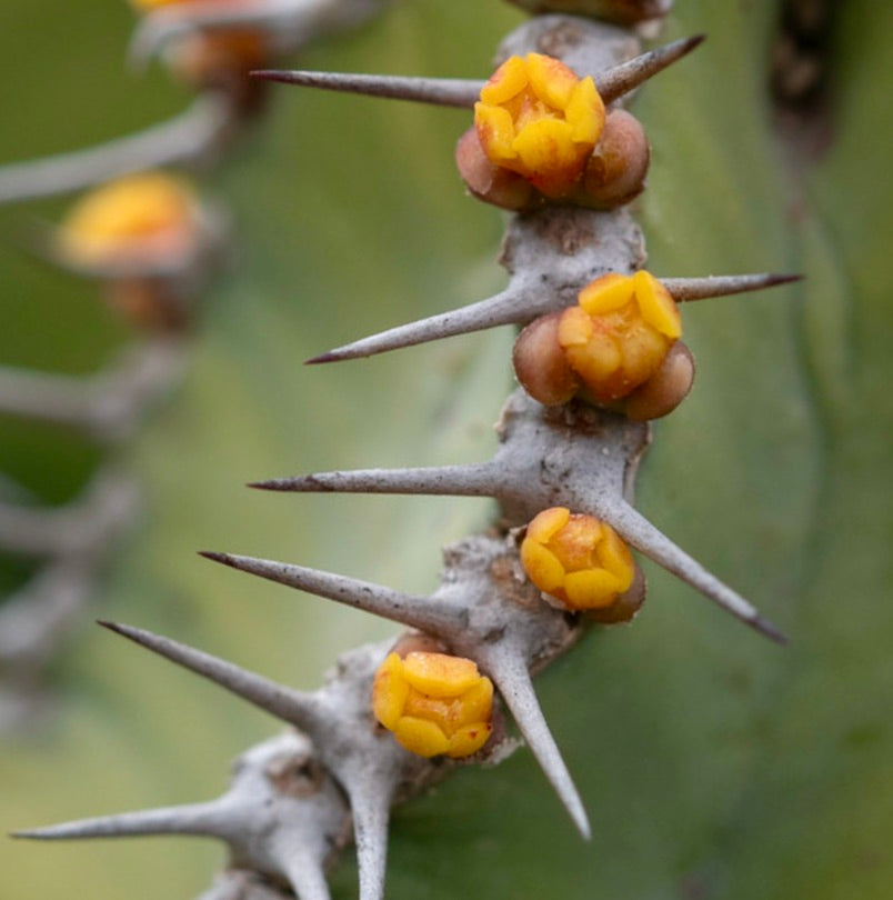 Euphorbia parciramulosa succulent stem with sharp spines and small yellow flowers