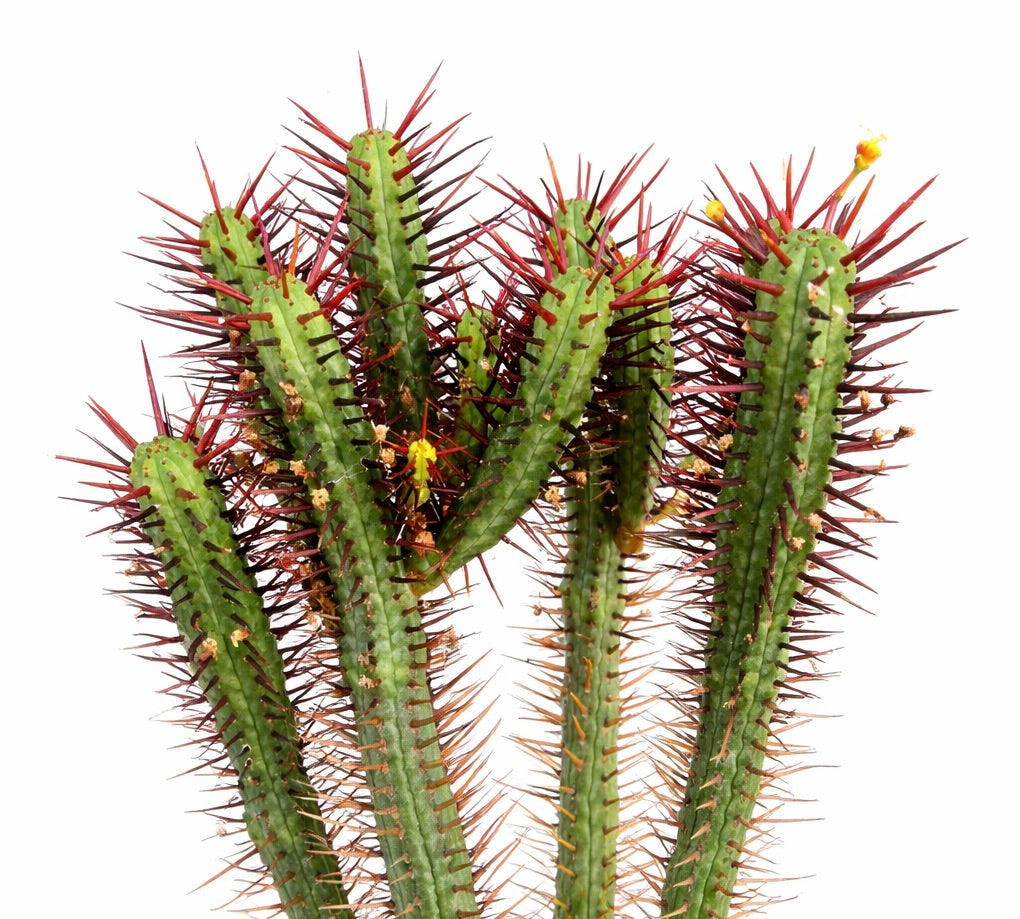 Euphorbia pentagona succulent with green stems and prominent red spines close-up