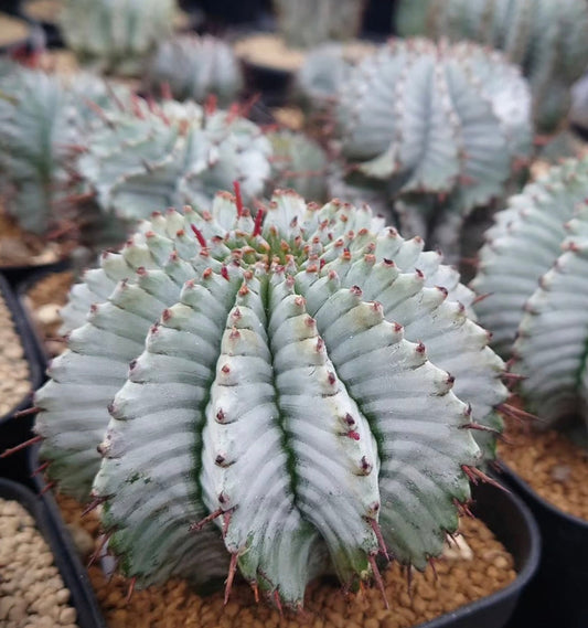 Euphorbia polygona, cactus succulento con fusti verde pallido costolati e spine rossastre in vaso