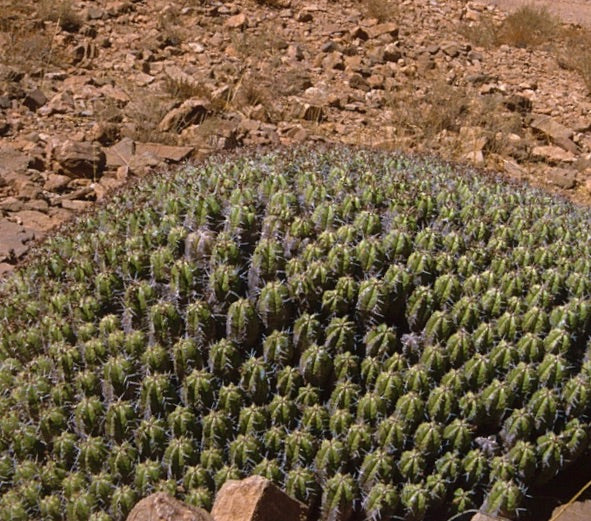 Euphorbia resinifera succulenta densa con steli verde costoluti e spine appuntite in terreno roccioso