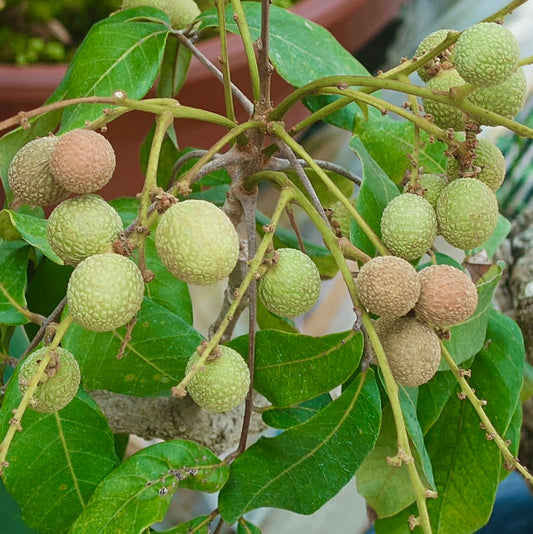Gruppo di frutti di Euphoria longana con buccia strutturata e foglie verdi lucide sui rami