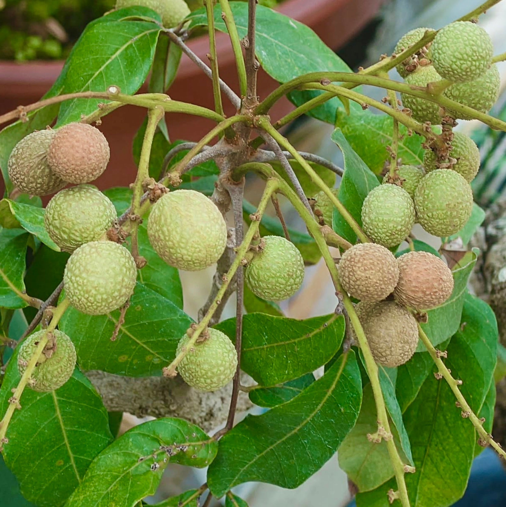 Grappolo di frutti strutturati verdi e marroni di Euphoria longana con larghe foglie verdi