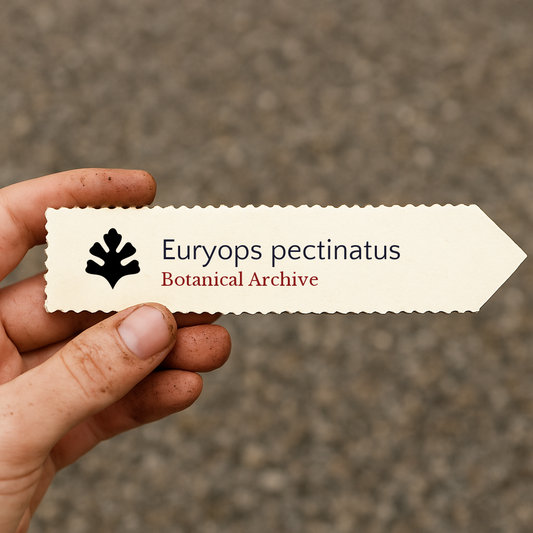 Etichetta stampata per pianta di Euryops pectinatus tenuta in mano con sfondo di terra