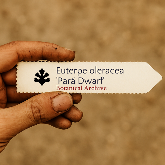 Etichetta per pianta stampata per Euterpe oleracea 'Pará Dwarf' tenuta in mano con sfondo di terra