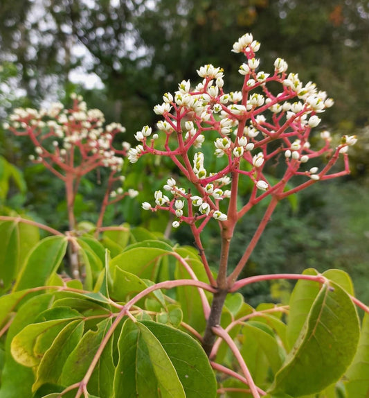 Evodia danielli con gruppi di piccoli fiori bianchi e foglie verdi su steli rossi