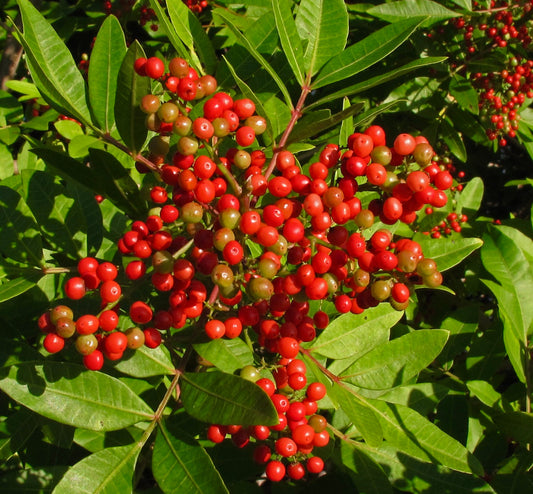 Schinus terebinthifolius bright red berries with glossy green leaves dense cluster