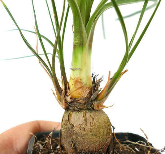 Beaucarnea gracilis small caudex with slender green leaves succulent plant