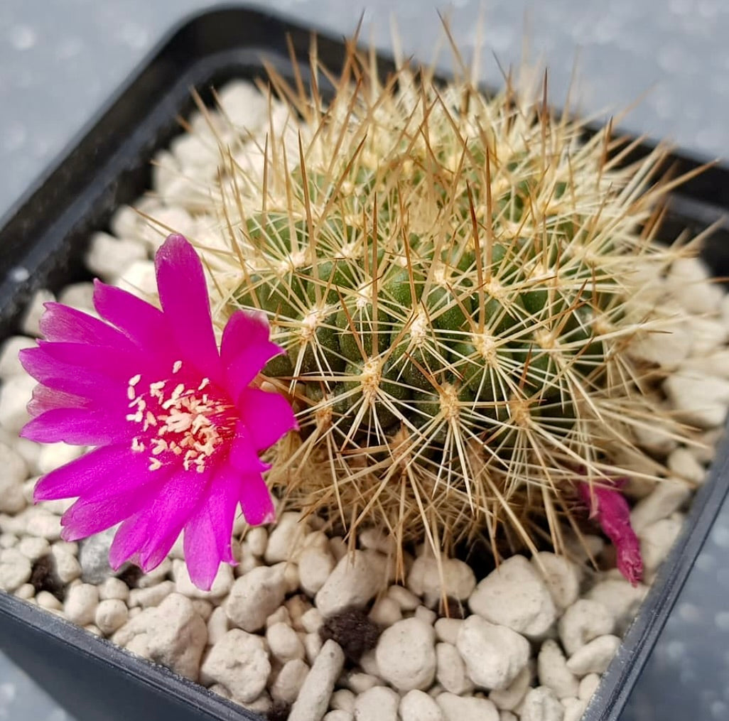 Sulcorebutia jolandae small cactus with dense spines and bright pink flower in pot