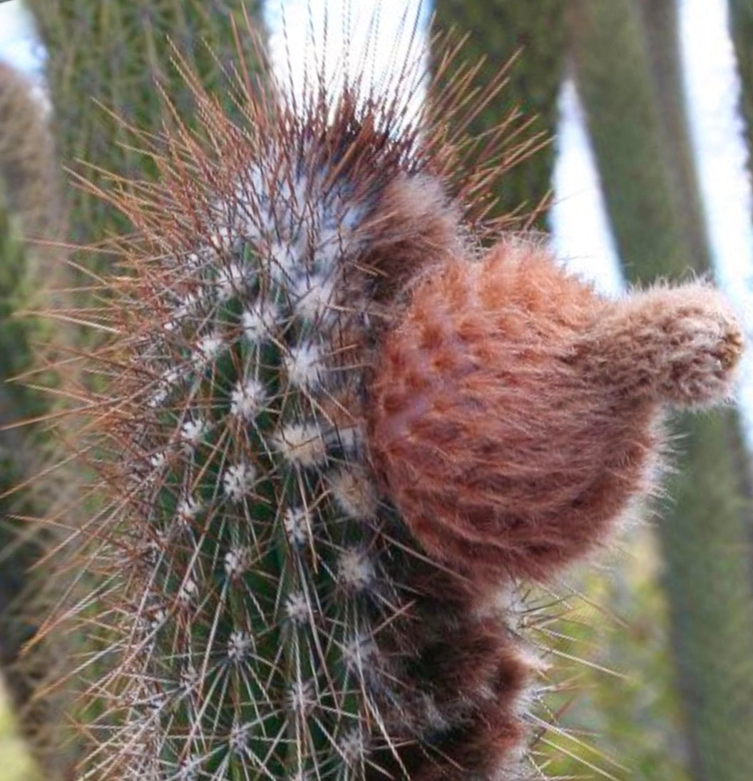 Facheiroa pilosa cactus con frutti lanosi marroni densi e spine lunghe in primo piano