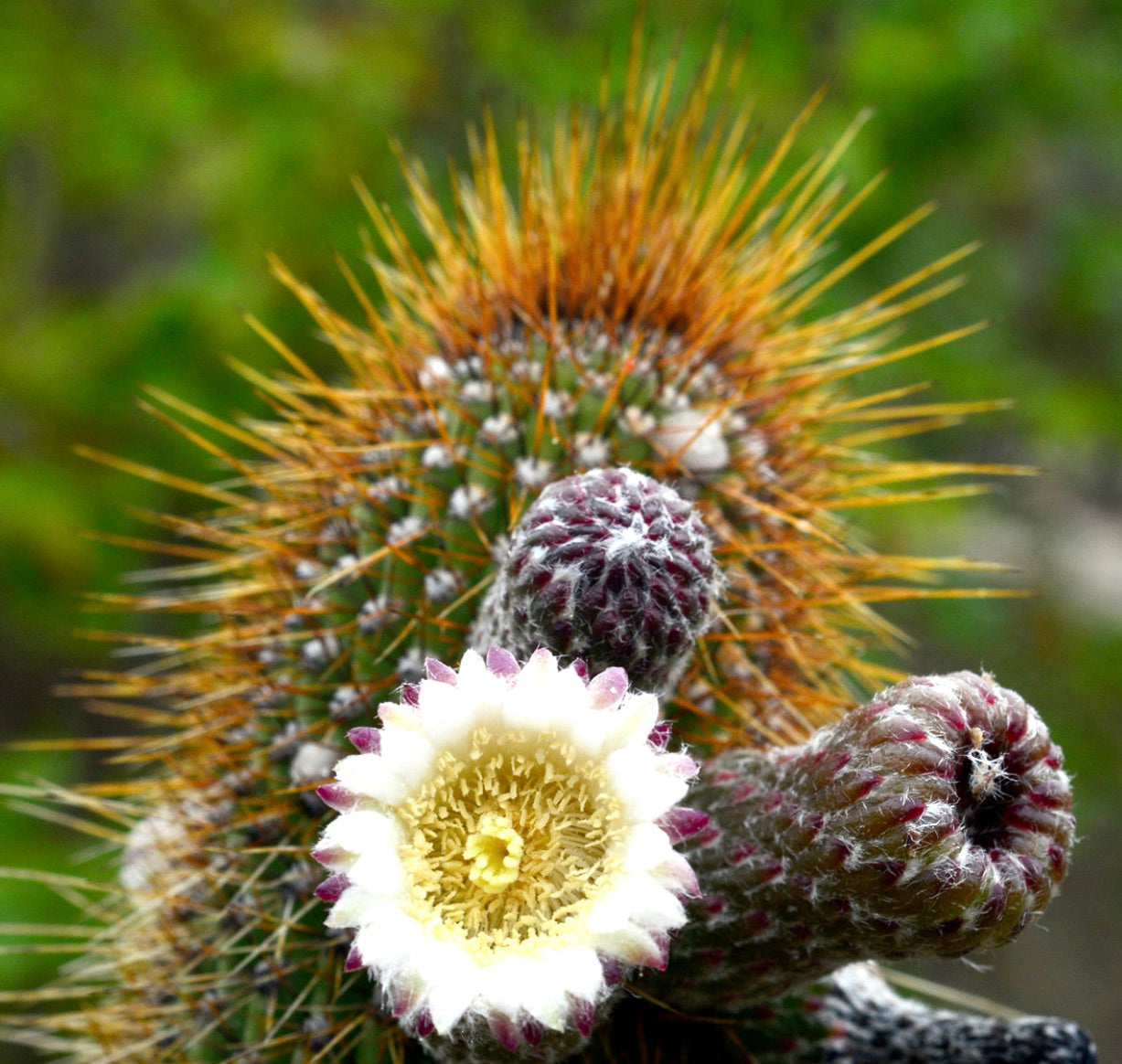 Facheiroa squamosa cactus con spine gialle e fiore bianco-rosa in fiore