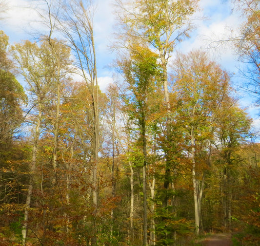 Fagus sylvatica tall deciduous trees with autumn foliage in a forest setting