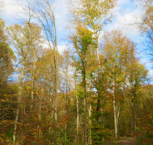 Fagus sylvatica alti alberi decidui con fogliame autunnale in ambiente forestale naturale