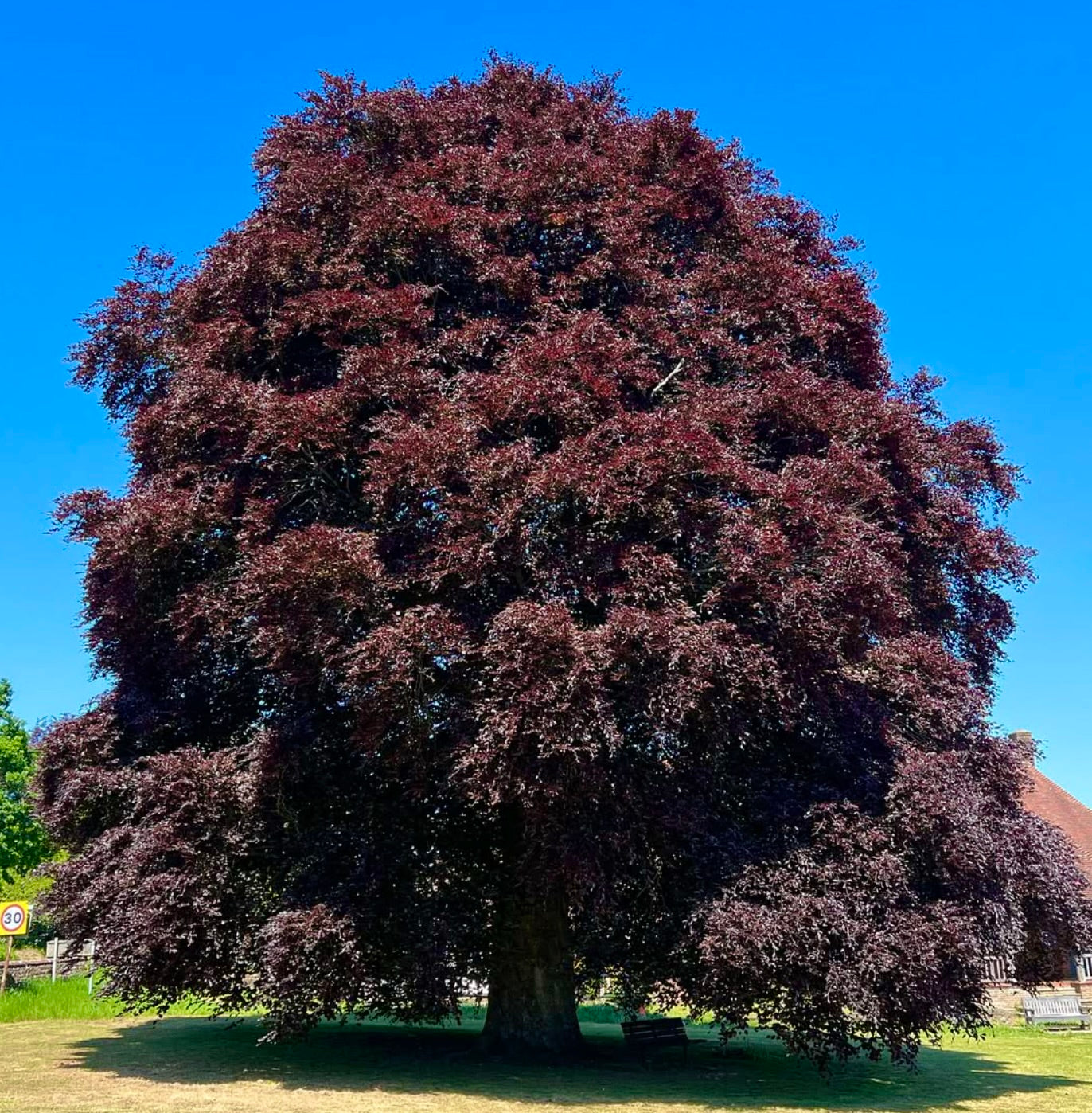 Fagus sylvatica cv. 'purpurea' large mature tree with dense purple foliage and rounded canopy