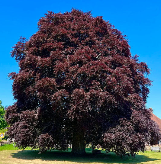 Fagus sylvatica cv. 'purpurea' large mature tree with dense purple foliage and rounded canopy