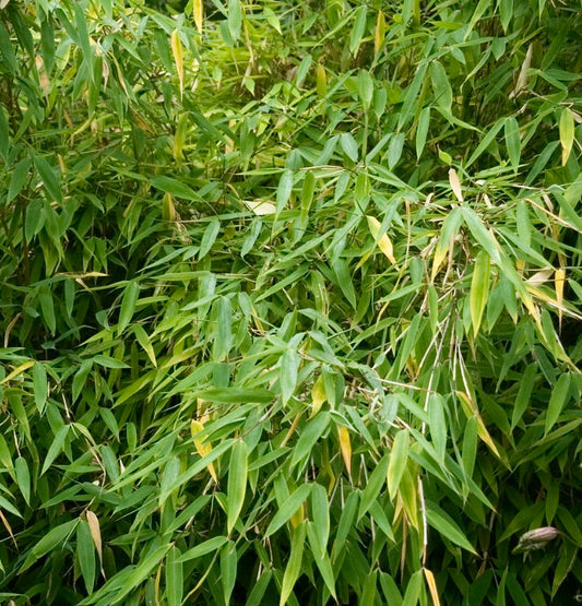 Fargesia murielae 'Rufa' dense umbrella bamboo with slender green leaves and hardy stems
