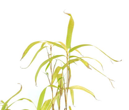 Fargesia murielae 'Rufa' 20-40cm | Umbrella bamboo | Hardy bamboo