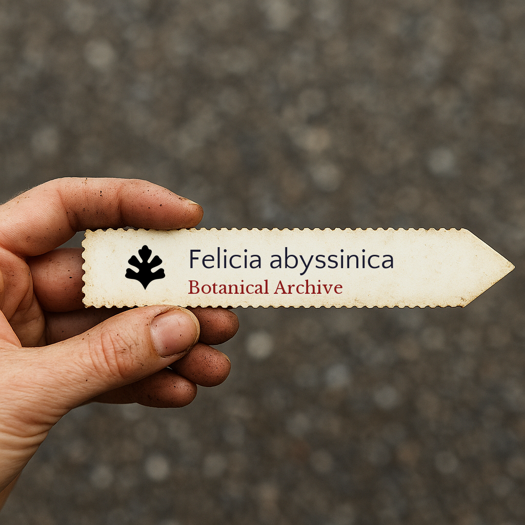 Printed plant label for Felicia abyssinica held by hand against blurred background