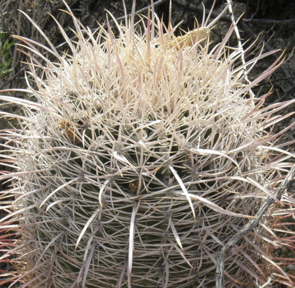 Ferocactus acanthodes var albispinus rare cactus with dense white spines and rounded shape