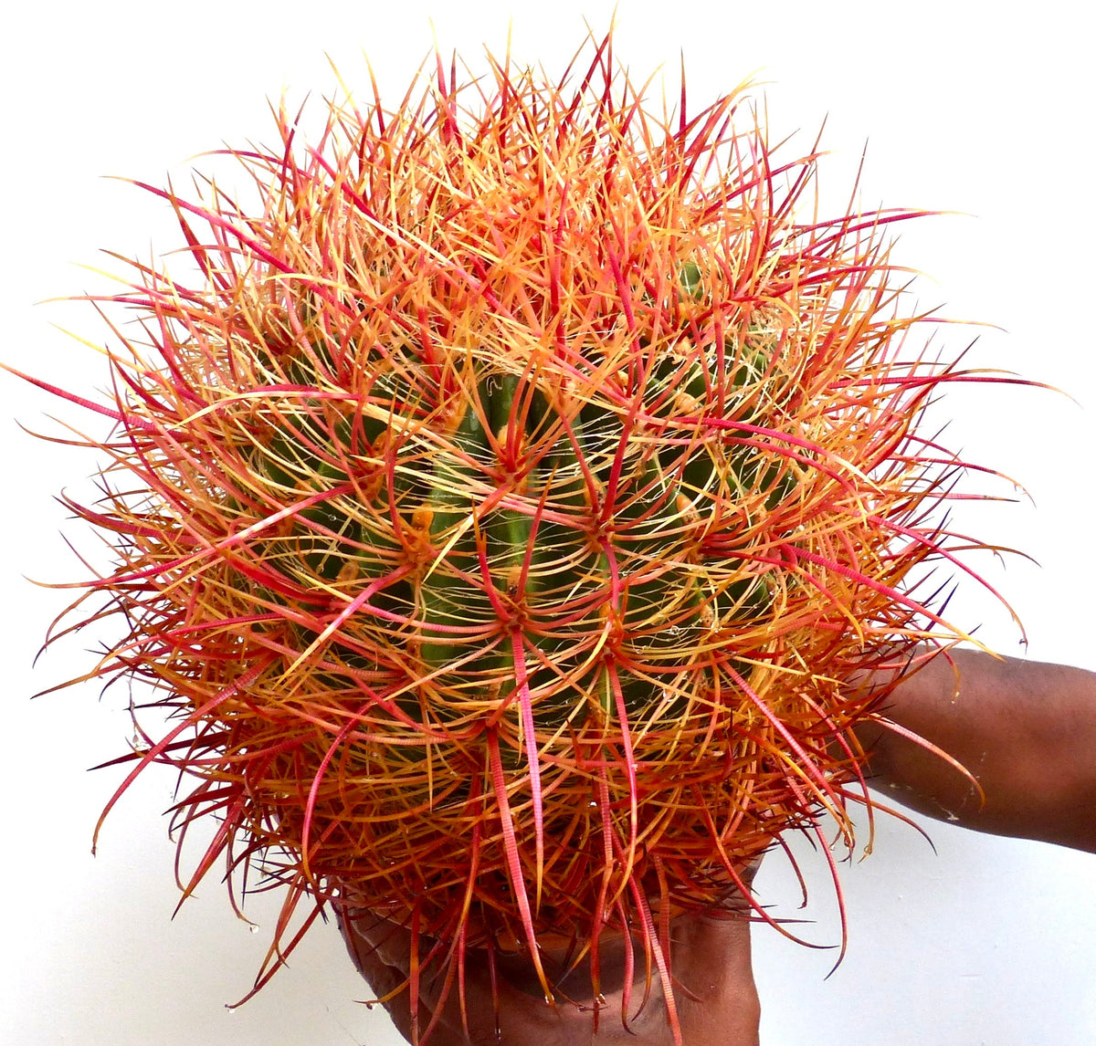 Ferocactus chrysacanthus ORANGE SPINES 3-5cm | Ferocactus