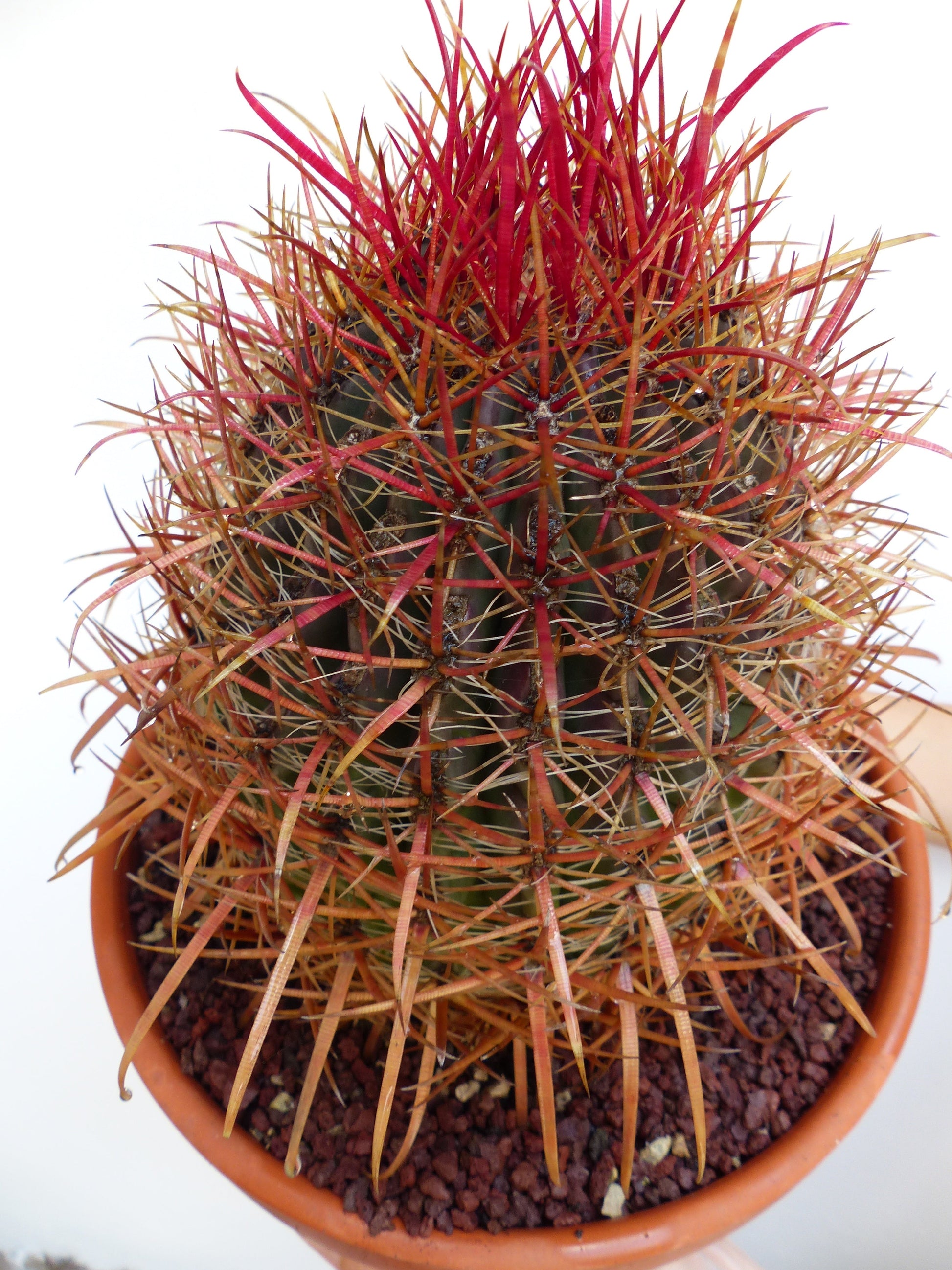 Ferocactus coloratus cactus with long red and orange spines in terracotta pot