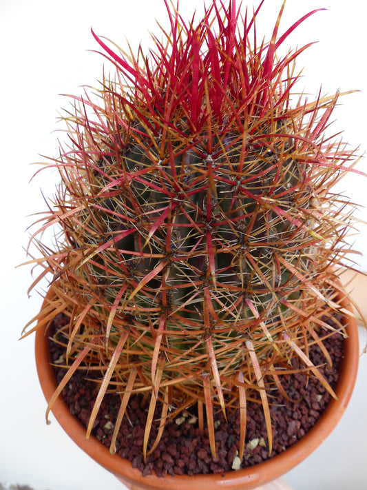 Ferocactus coloratus con spine lunghe rosse e arancioni in vaso di terracotta