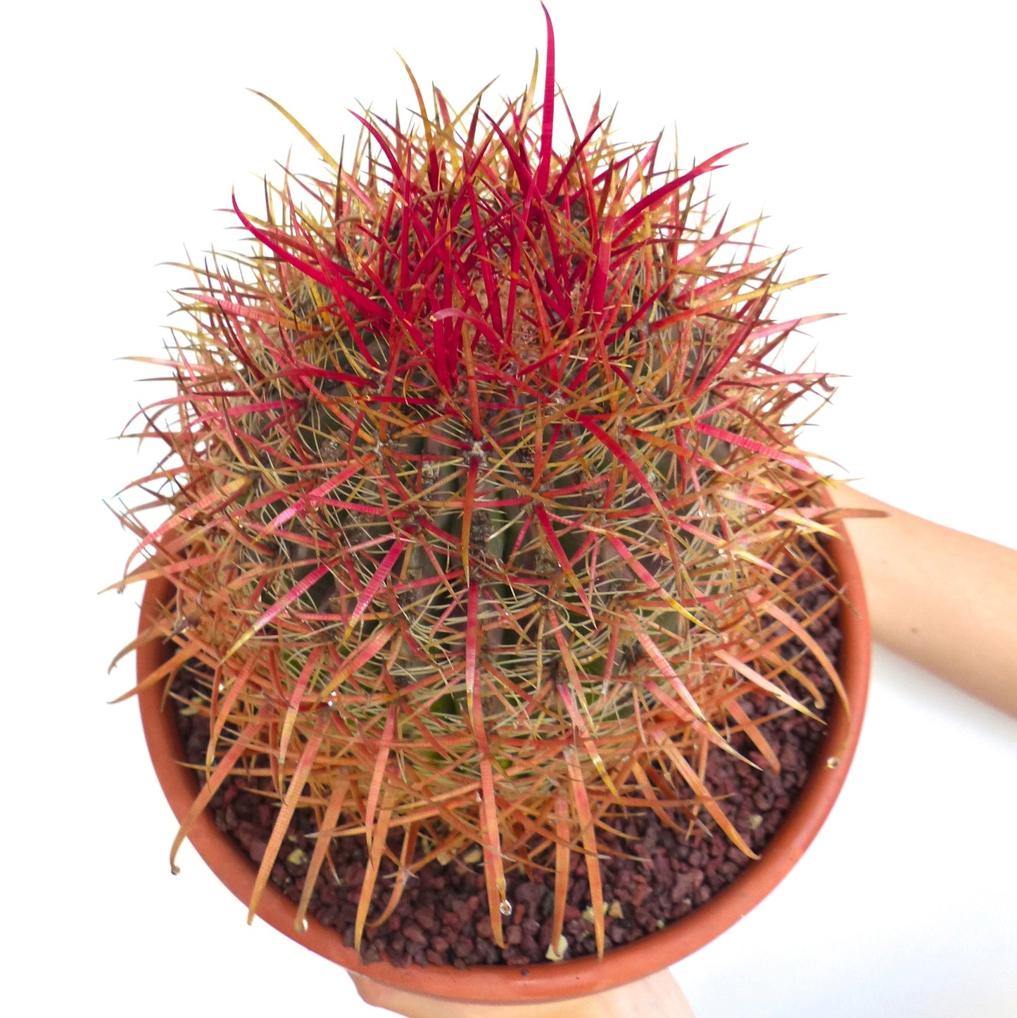 Ferocactus coloratus cactus with vibrant red and orange spines in terracotta pot