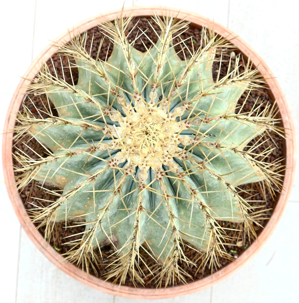 Ferocactus electracanthus round cactus with long yellow spines in terracotta pot