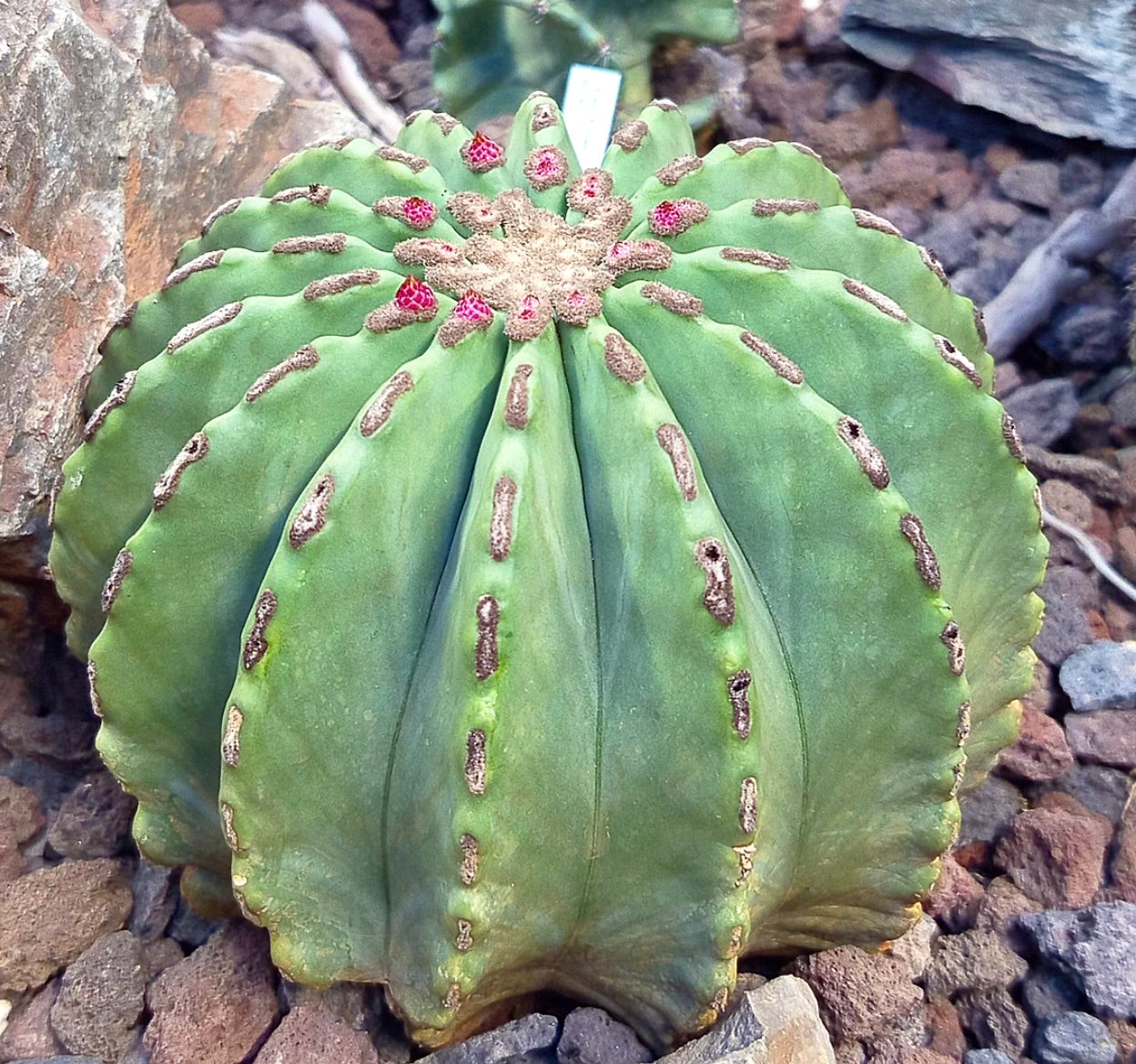 Ferocactus glaucescens var. inermis rare spineless succulent cactus with rounded ribs and pink areoles