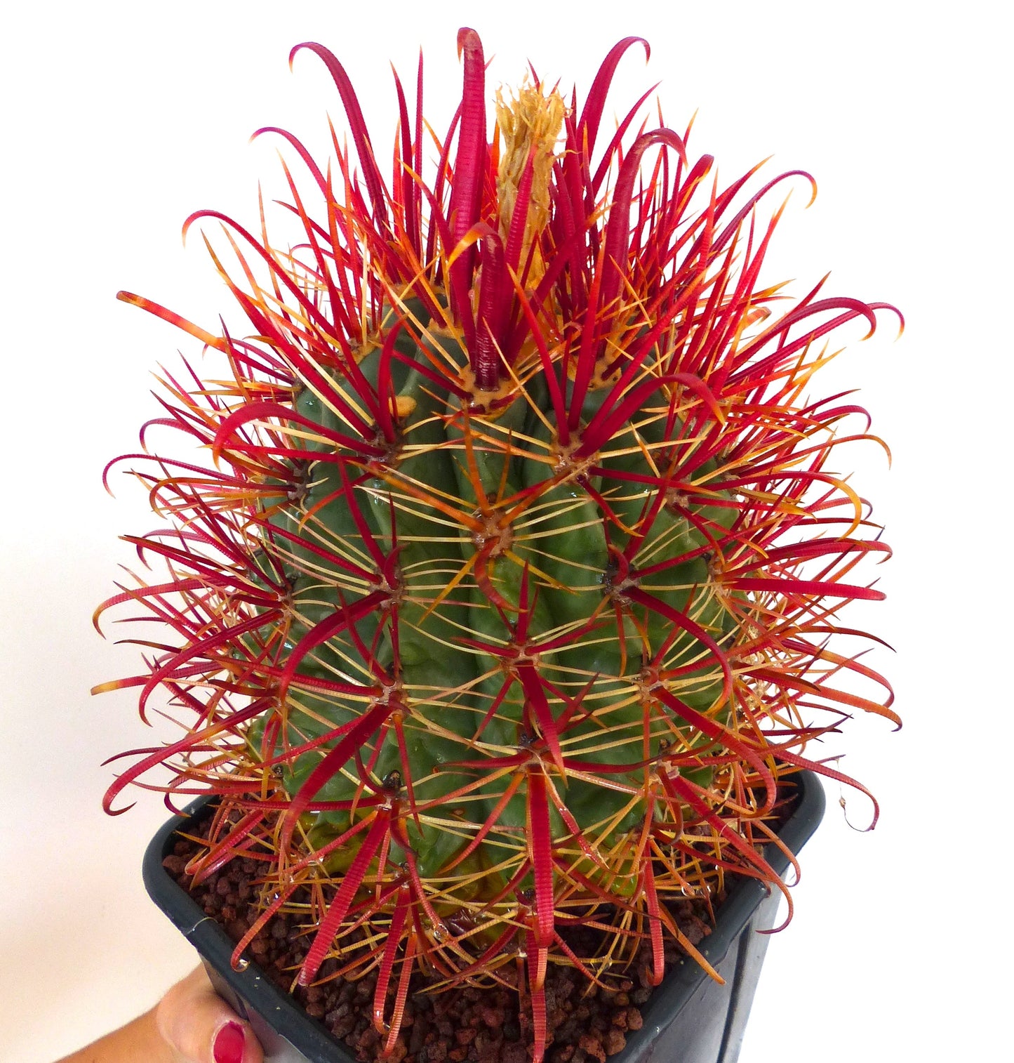 Ferocactus gracilis cactus with vibrant red and orange curved spines in black pot