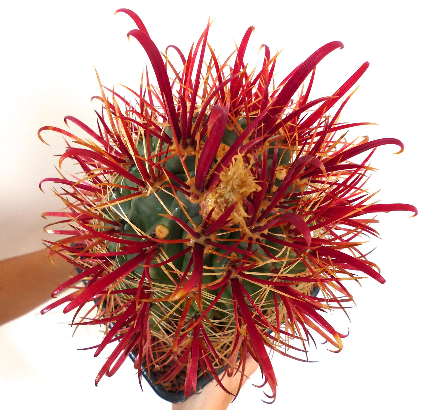 Ferocactus gracilis cactus with long curved red spines and green ribbed body held in hand